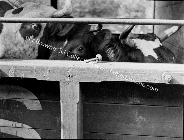 CALVES ON BOARD GOODS TRAIN